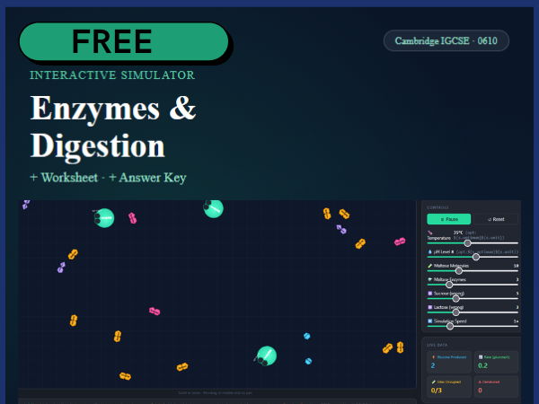 Free: Enzymes Simulator and  Worksheet