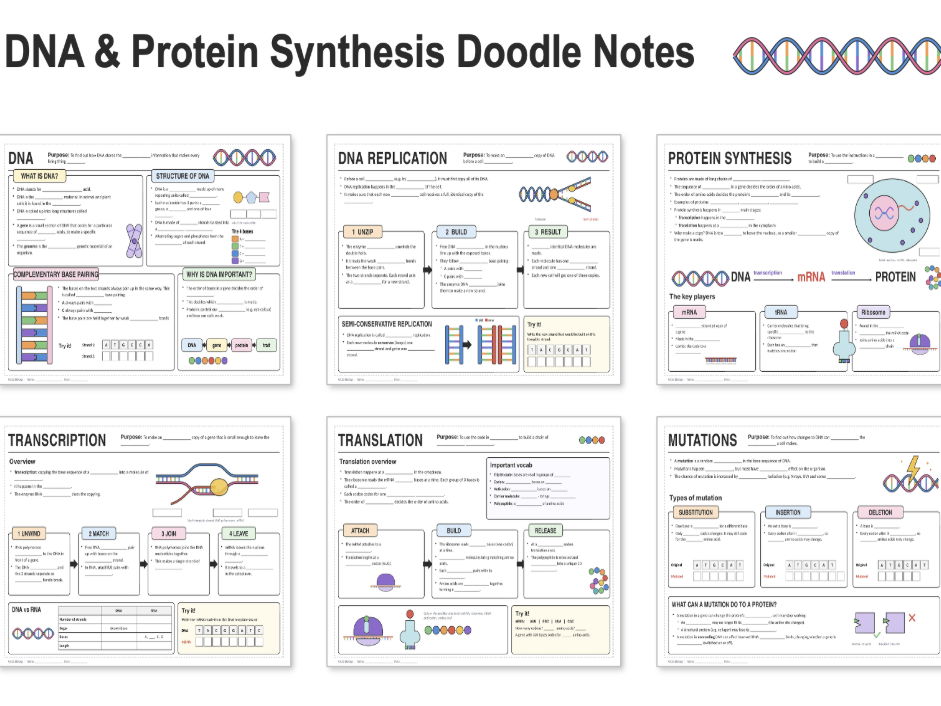 DNA & Protein Synthesis Doodle Notes