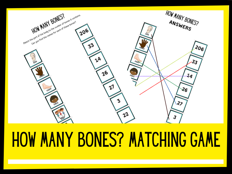 How many bones? KS1 KS2 worksheet | Teaching Resources