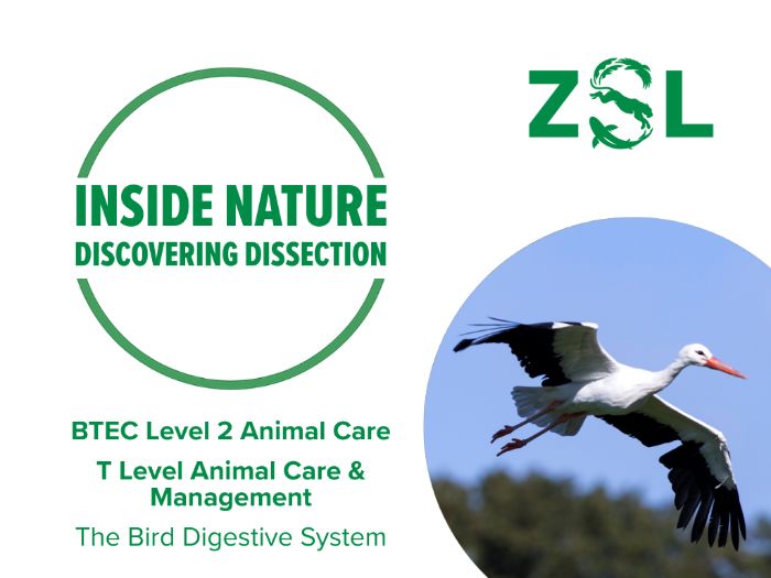 BTEC & T Level Dissection: Bird Digestive System