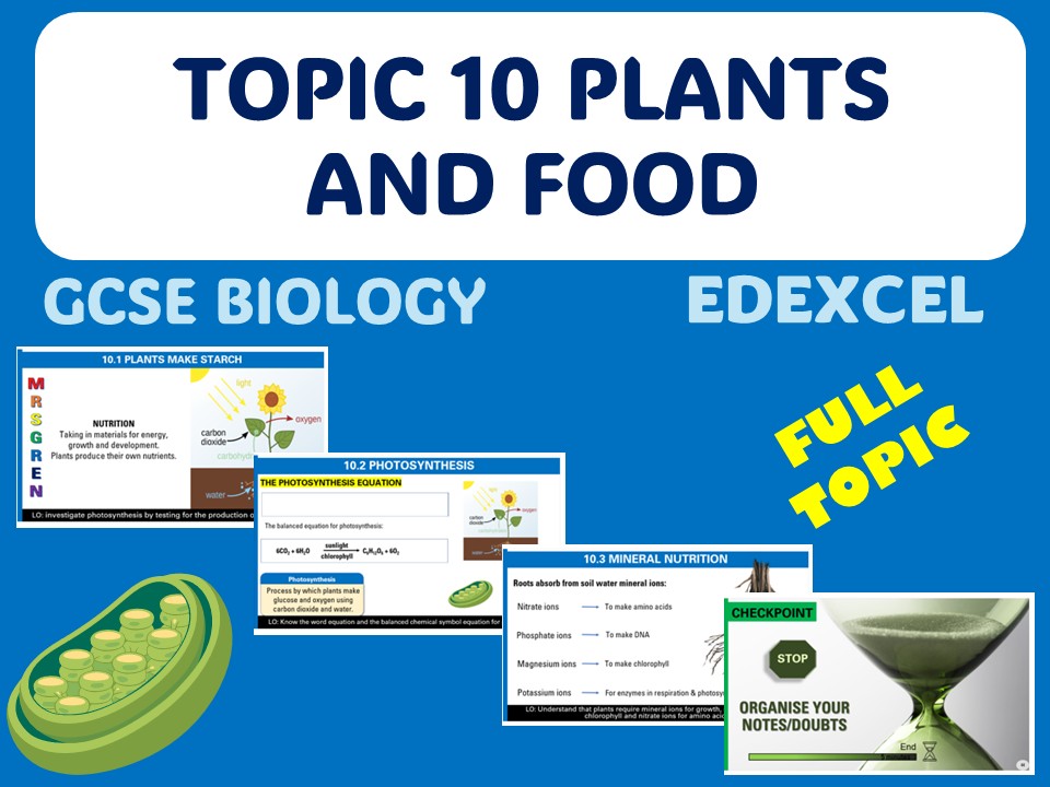 Plants and food- iGCSE EDEXCEL