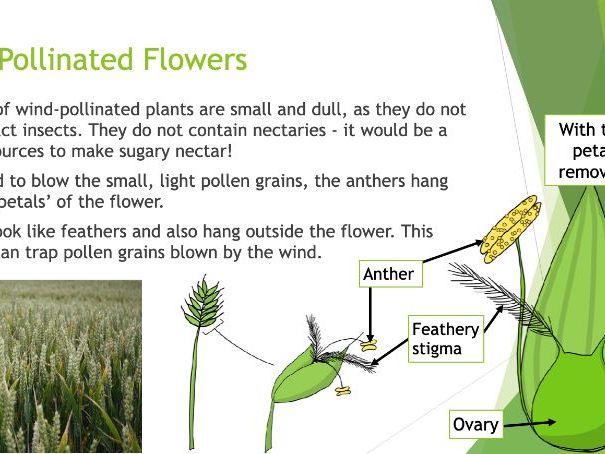 KS3 Pollination and Fruit Formation PPT and Worksheet