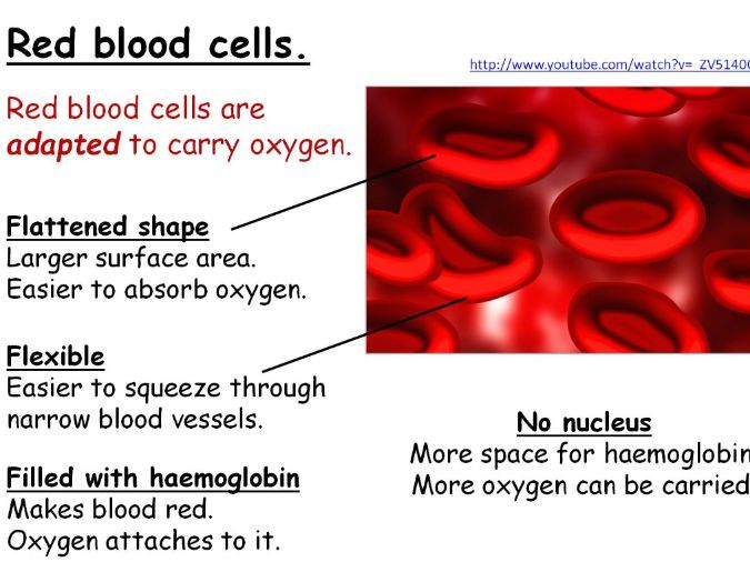 Muscles and Blood Year 7 Lesson PowerPoint (KS3 7Cb) Muscles and Bones topic, Red Blood Cells