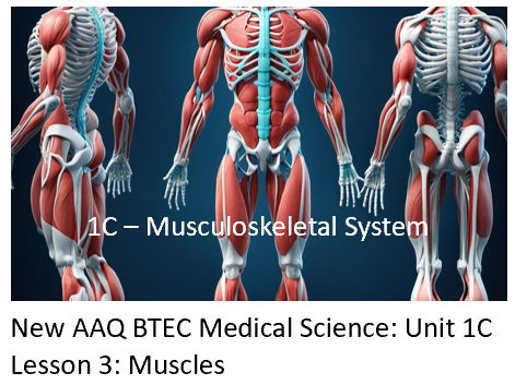 NEW: AAQ BTEC Medical Science Unit 1C Musculoskeletal System - Lesson 3: Muscles
