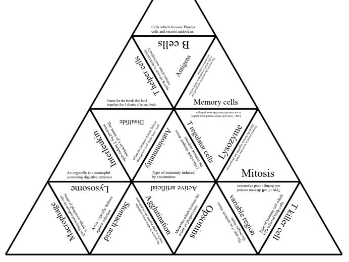 Immune Response revision tarsia puzzle - OCR A Level Biology