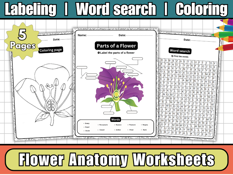 Flower Anatomy – Parts of a Flower Labeled Diagram, Word Search, Coloring | Science Activity for Kid