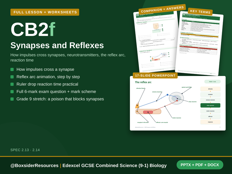 CB2f Synapses and Reflexes | Edexcel GCSE Combined Science (9-1) | Lesson + Worksheet