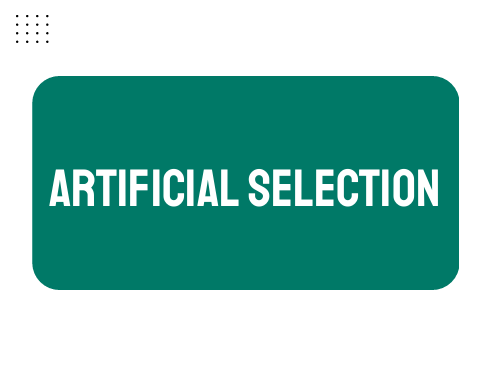 AP Biology Unit 7: Artificial Selection