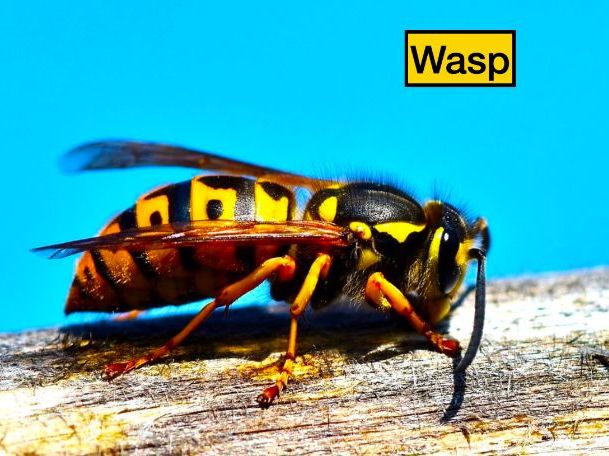 Wasps: Animated Keynote/PPT Presentation, Colorful Science