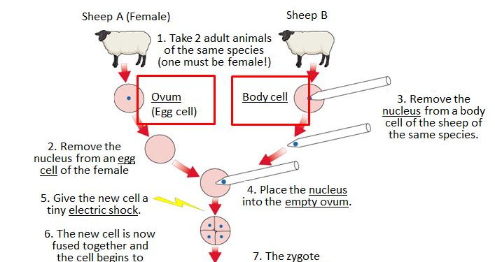 Lesson on Adult cell cloning  Teaching Resources