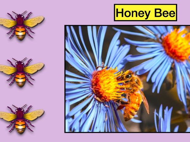 Honey Bees: Animated Keynote/PPT Presentation, Colorful Science