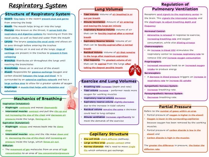 Knowledge organiser - respiratory system