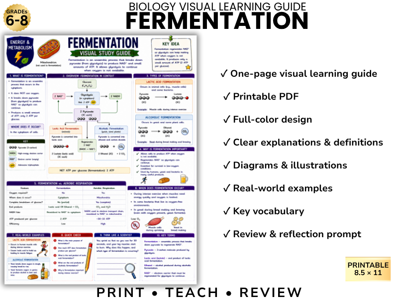 FERMENTATION | Biology Visual Learning Guide | Grade 8 & Middle School Science