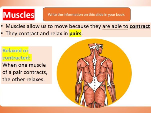 KS2 Science The Human Body Muscles
