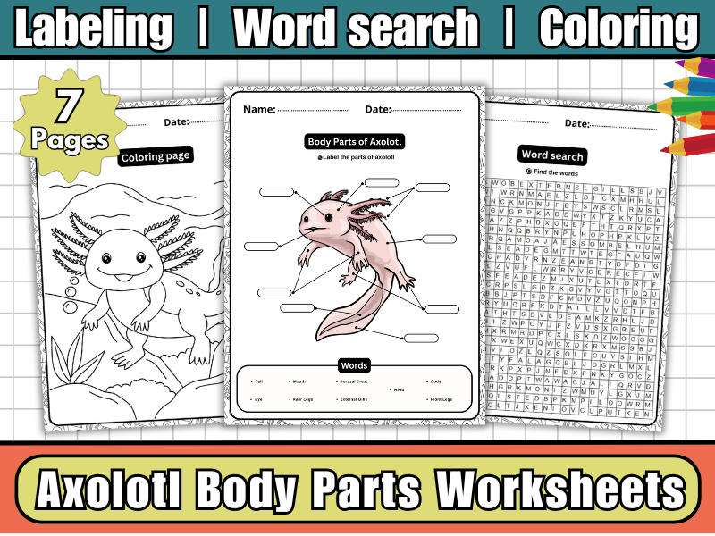 Body Parts of Axolotl-Labeled Diagram,Worksheets,WordSearch & Coloring | Amphibian Science Activity