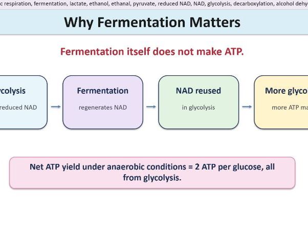 Anaerobic Respiration - Lactate Fermentation and Ethanol Fermentation. AQA A Level Biology
