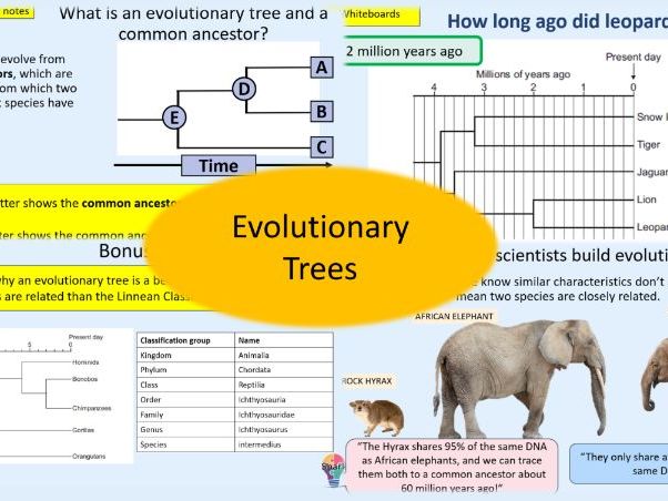 Evolutionary Trees and Common Ancestors