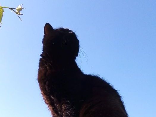 Y 4 - 6 comprehension focus: inference