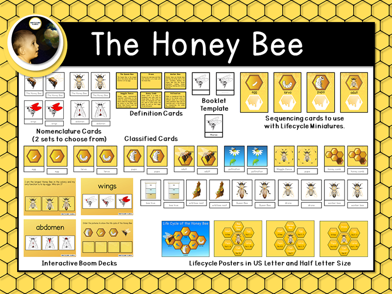 The Honey Bee | Montessori Cards and Boom Cards™