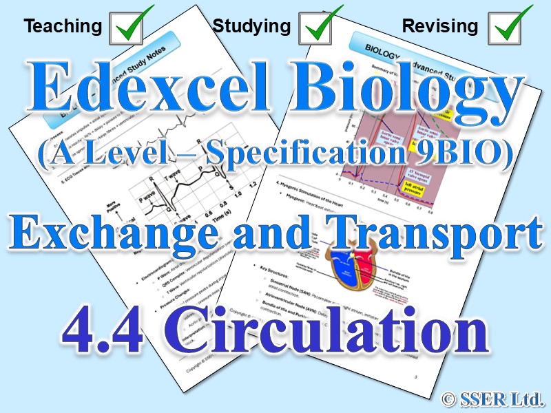 BIOA_EDX Topic Notes: 4.4 Circulation