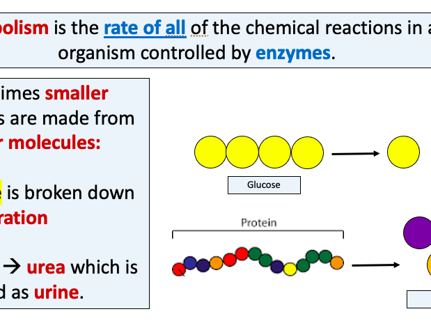 AQA GCSE Biology Paper 1 Triple Revision 4+ lessons