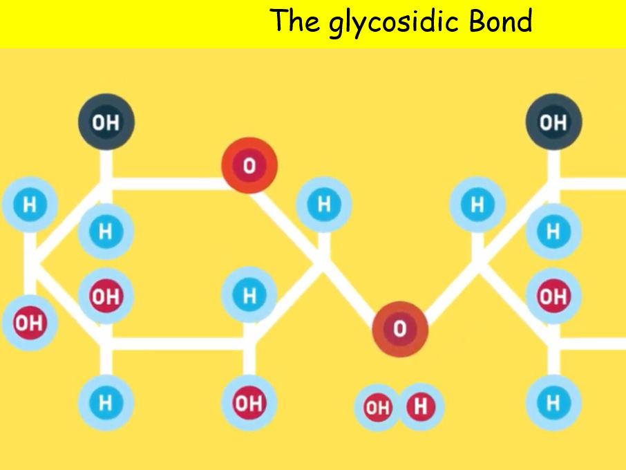A-Level Biology: Carbohydrates (Lessons 1 & 2) – COMPLETE TOPIC BUNDLE