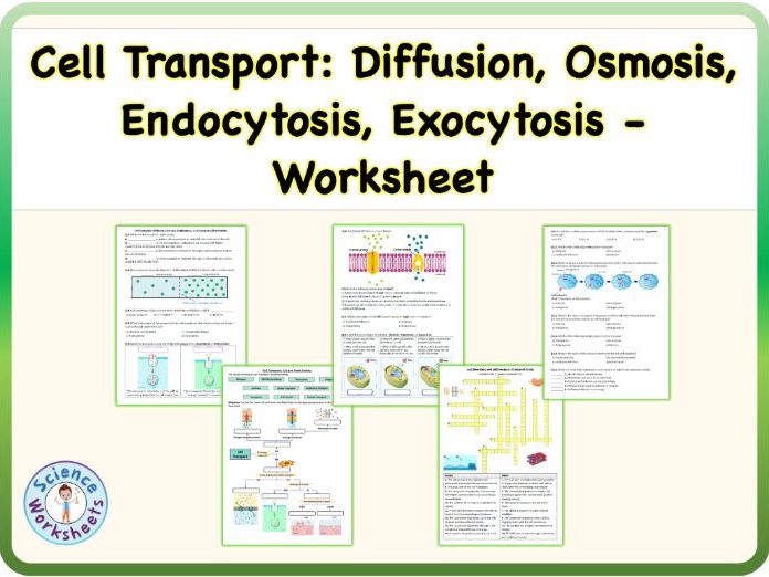 Cell Transport: Diffusion, Osmosis, Endocytosis, Exocytosis - Worksheet (Printable PDF)