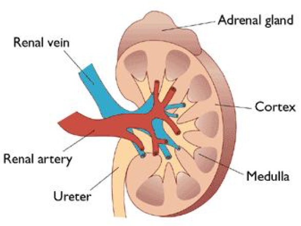 The Structure and Function of the Kidneys