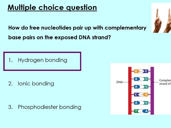 OCR A - A Level Bio, Transcription (2.1.3 g)
