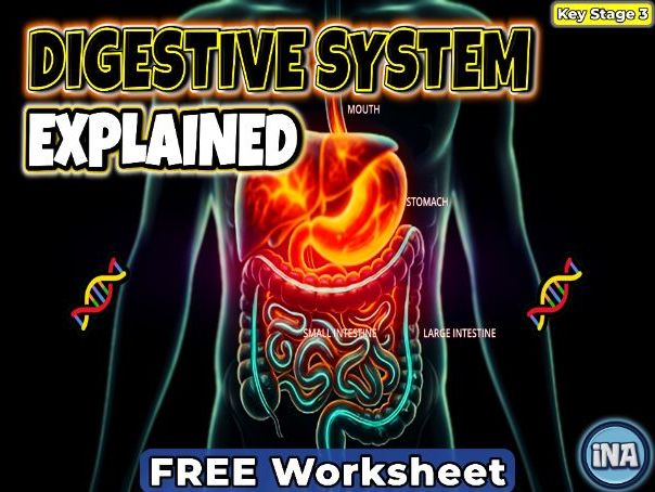 The Human Digestive System - FREE KS3 Biology Worksheet