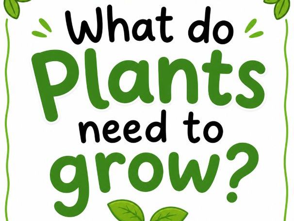 What does a plant need to grow?- Worksheet & Sorting Activity