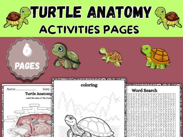 Turtle Anatomy| Science Worksheet