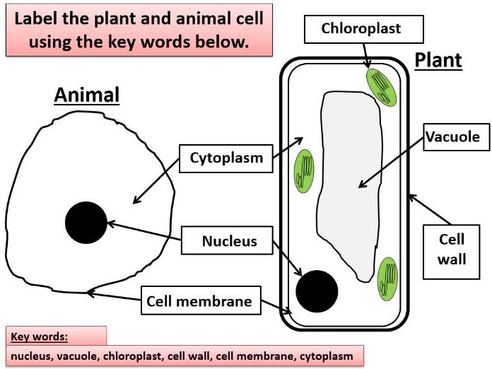 KS3 Biology: Pland and Animal cells