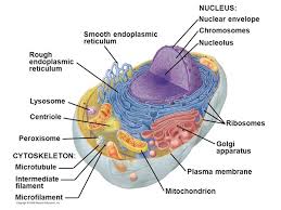 Cell Structure - All You Need To Know | Teaching Resources