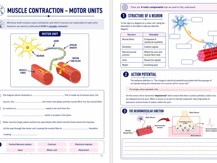 OCR Alevel PE: Paper 1 Joints, muscles and Movement