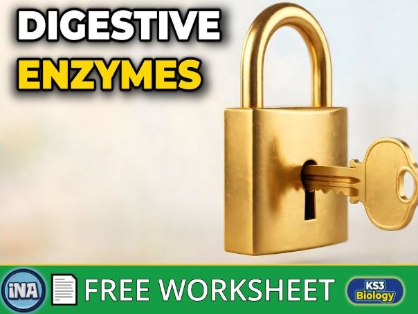 Digestive Enzymes - FREE KS3 Biology Worksheet with Answers