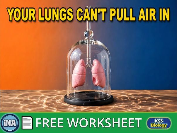 The Human Gas Exchange System and Breathing - FREE KS3 Biology Worksheet