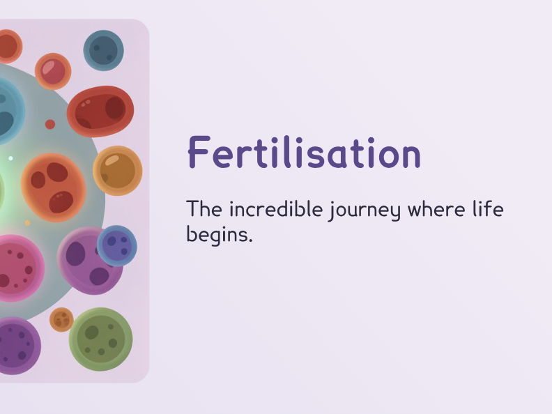 KS3 - Fertilisation: From Cells to New Life (PPT + Worksheet)