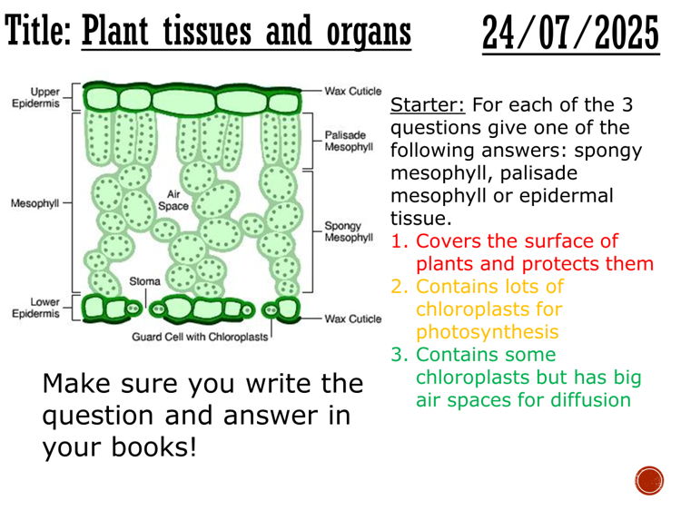 Plant tissues and organs - complete lesson (GCSE 1-9)