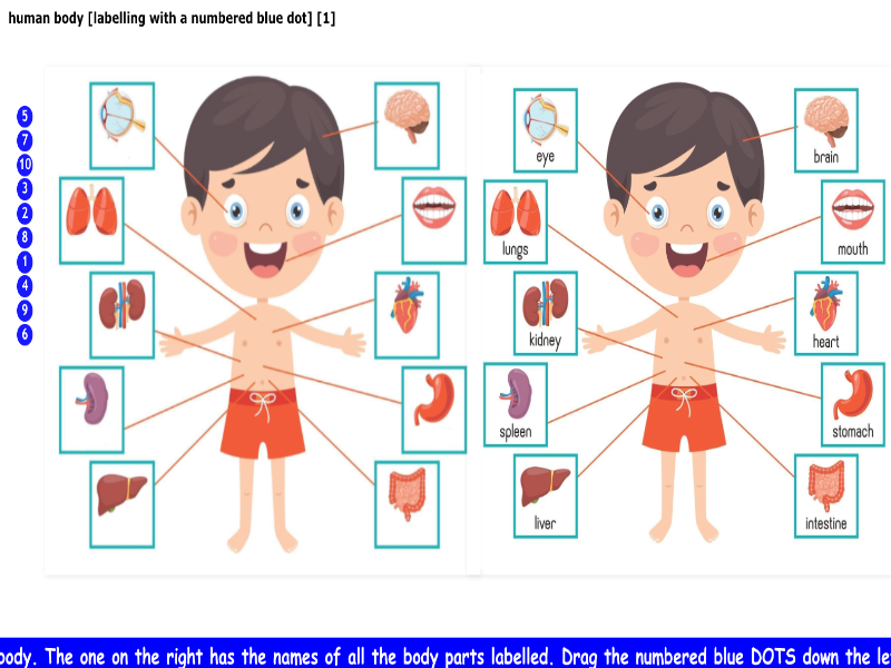 human body parts [labelling with a numbered blue dot] [1]