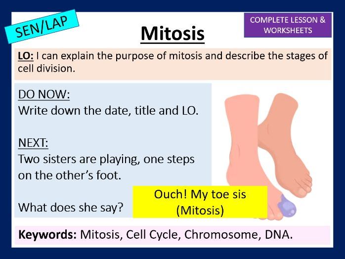 Mitosis