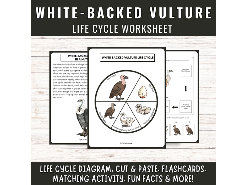 White-backed vulture Life Cycle | Birds Science Activities & Fun Facts!