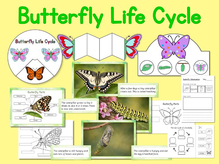 Butterfly Life Cycle Activities Pack,  KS1 Science, Minibeasts