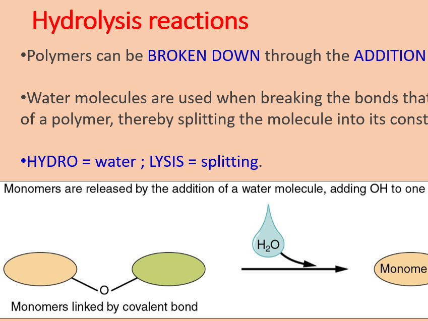 AQA A level Biology Topic 1. Monomers and Polymers (3.1.1)