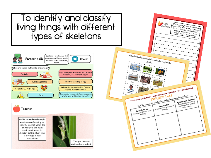 Year 3 To identify and classify living things with different types of skeletons.