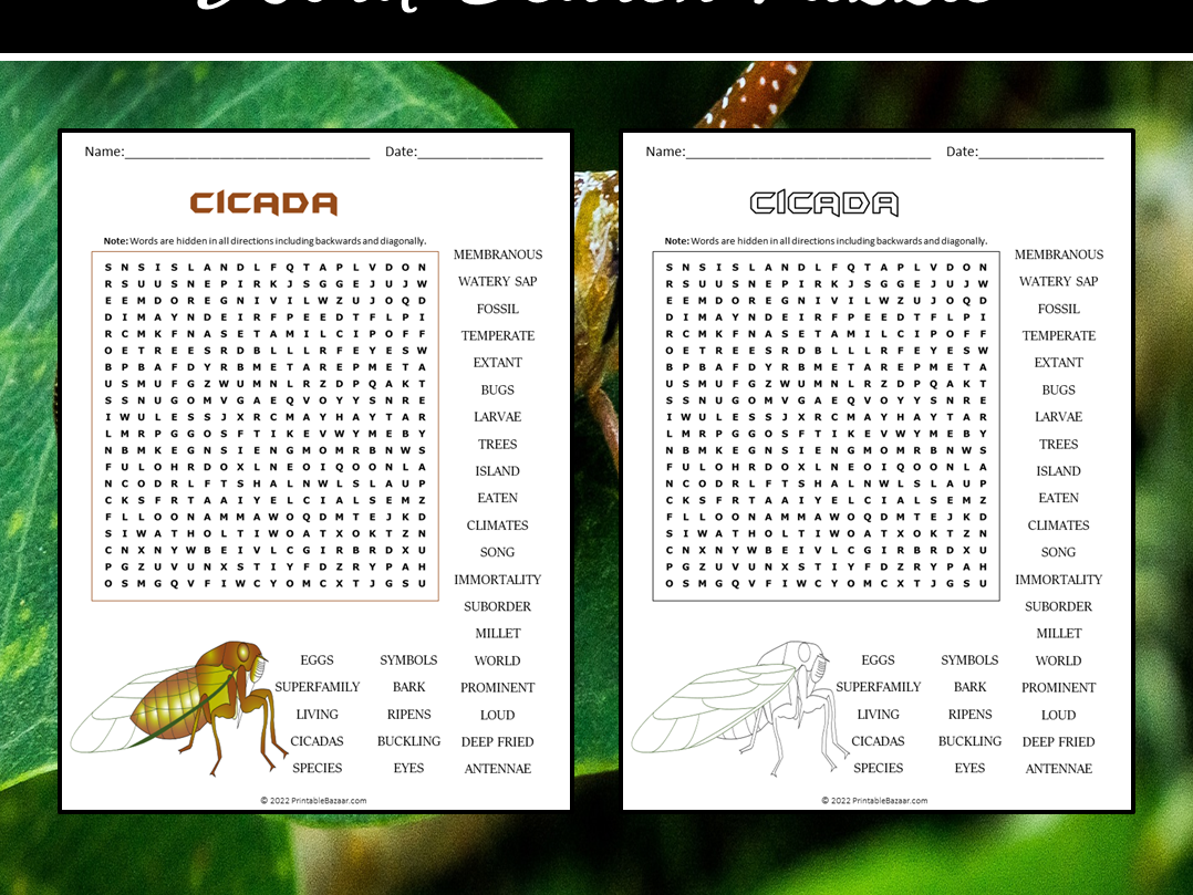 Cicada Word Search Puzzle Teaching Resources