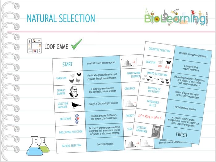 Natural Selection - Loop Game (KS5) | Teaching Resources