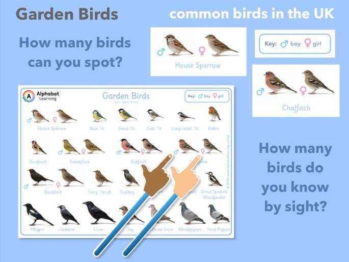 UK Garden Bird Identification Poster / Educational Nature Resource