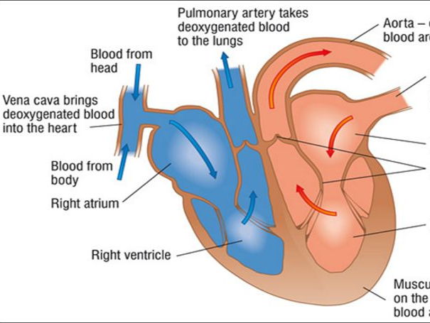 Structure and Function of the Heart