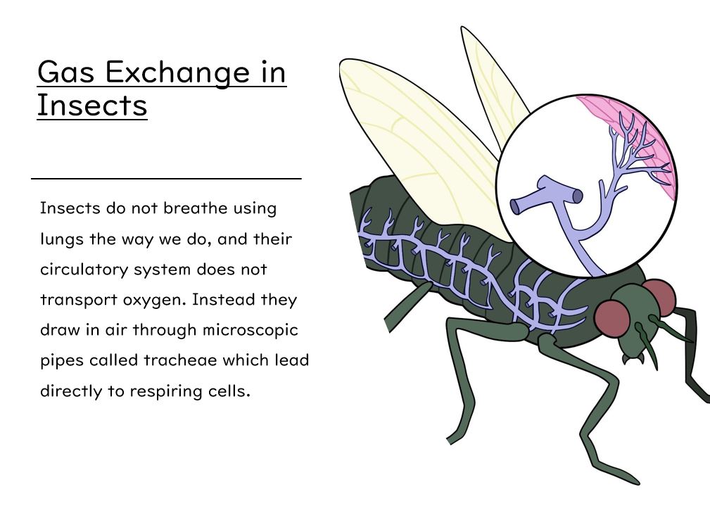 Gas Exchange Slides and Worksheet (ALevel Biology AQA) Teaching